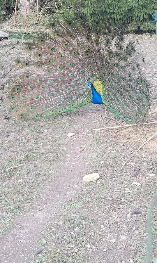 הוילה Authuille Maison Au Bord De L'Ancre מראה חיצוני תמונה